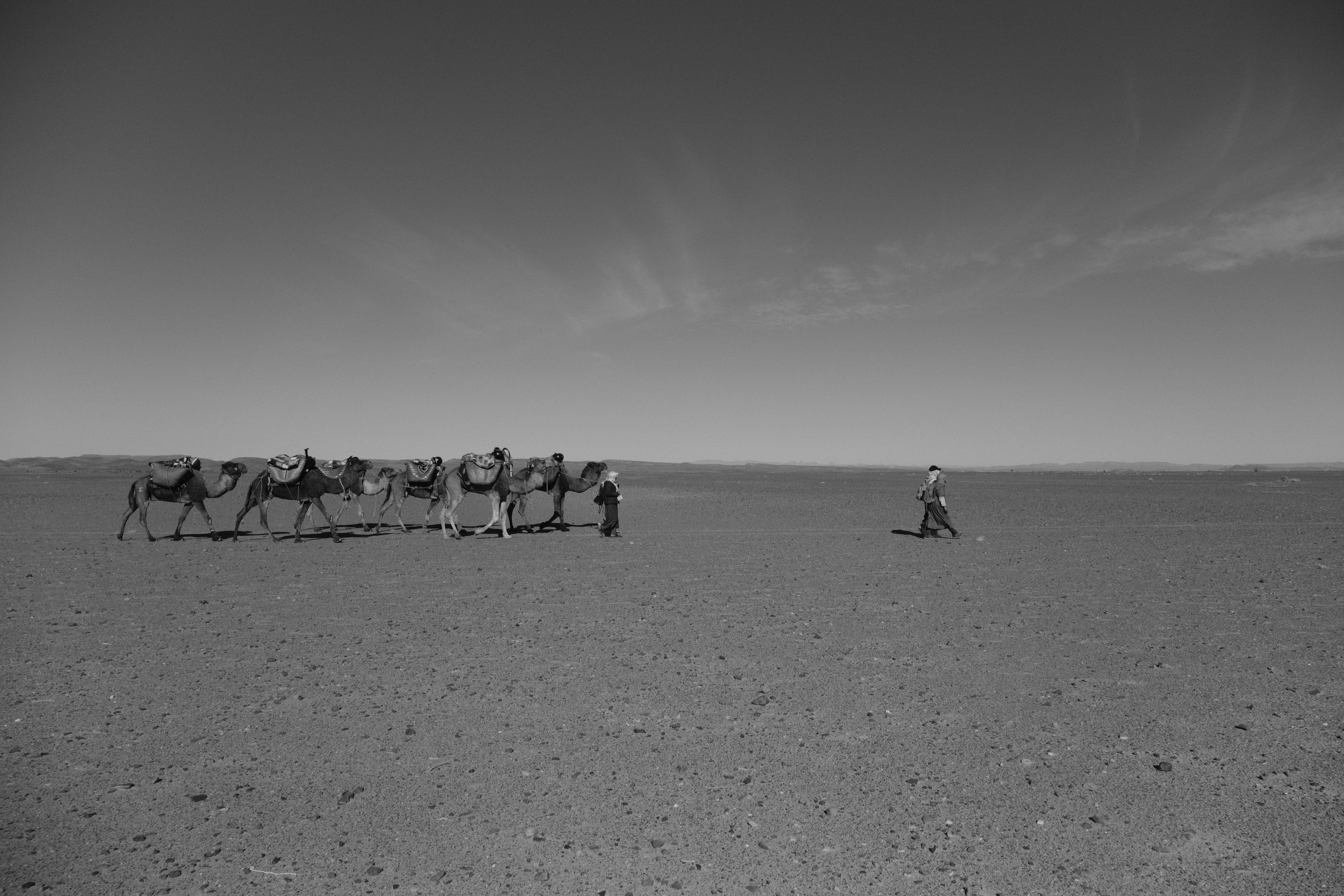 Camel caravan crossing the vast desert plain