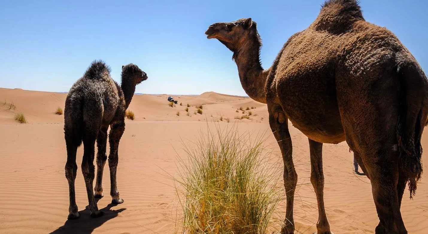 Two camels standing among the dunes
