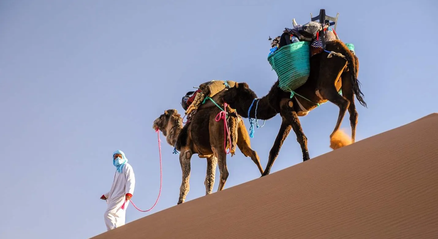 Guide leading gear-laden camels over a dune