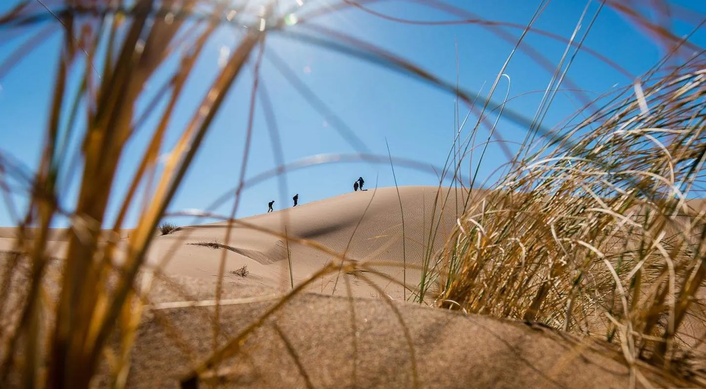 Walkers on a distant dune ridge seen through desert grasses